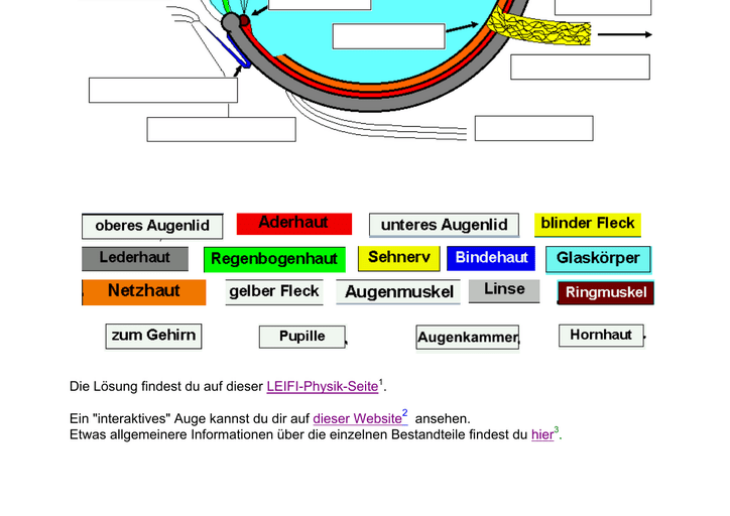 Das Auge Klasse 7 Das Auge – Puzzle – Unterrichtsmaterial Im Fach Biologie