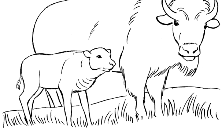 Yellowstone Coloring Page Yellowstone Coloring Pages