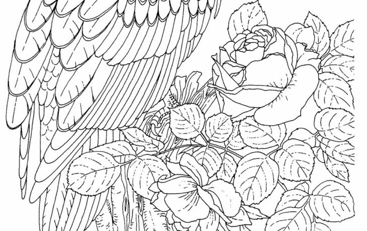 Eagle Coloring Pages For Adults Free Printable Eagle Coloring Pages For Kids