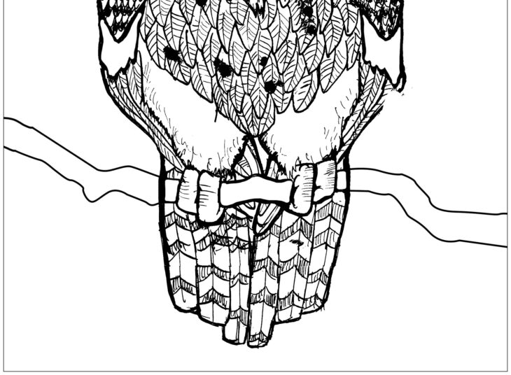 Owl Coloring Pages For Kids Owl Coloringhome Bestappsforkids Getcolorings