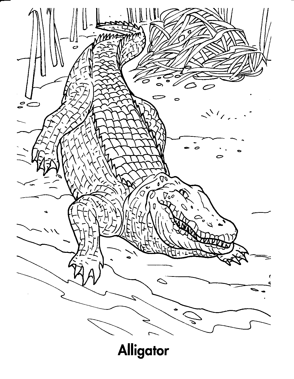 crocodile coloring page