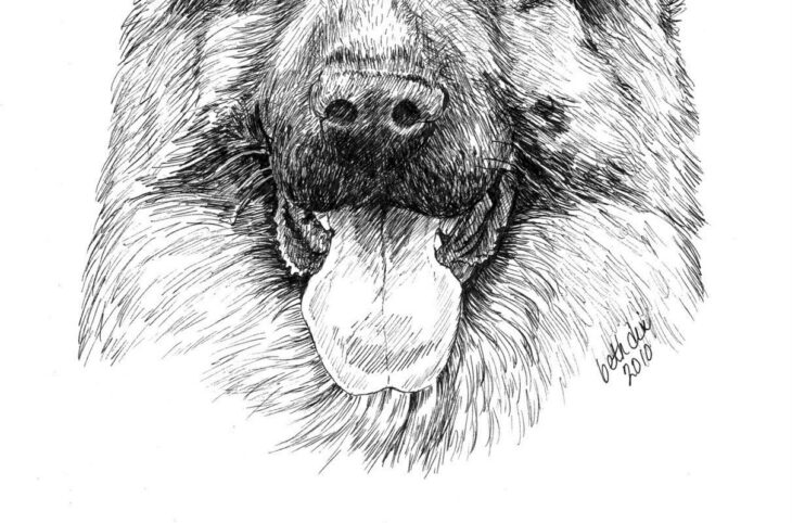 German Shepherd Dog Coloring Pages German Shepherd Dog Colouring Page By Novablue On Deviantart