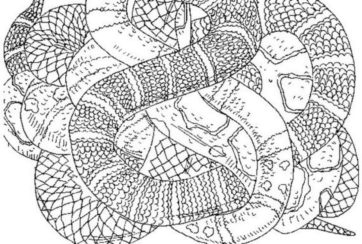 Snake Eyes Coloring Pages Coral Snake Coloring Page At Getcolorings.com