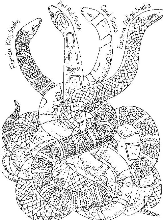 snake eyes coloring pages