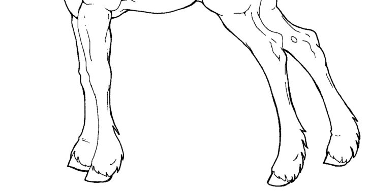 Foal Coloring Pages A Foal Coloring Page