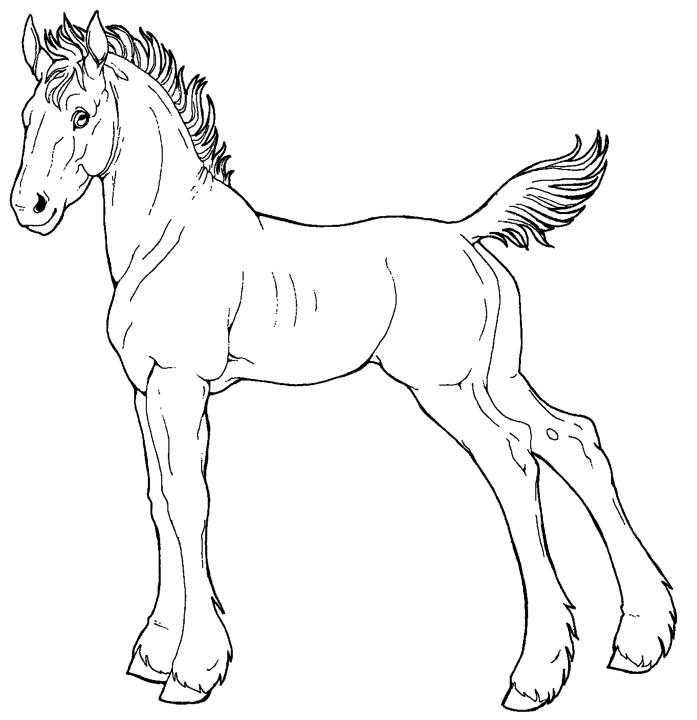 foal coloring pages