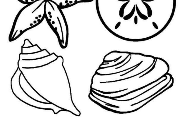 Coloring Pages Sea Shells Seashell Lineart