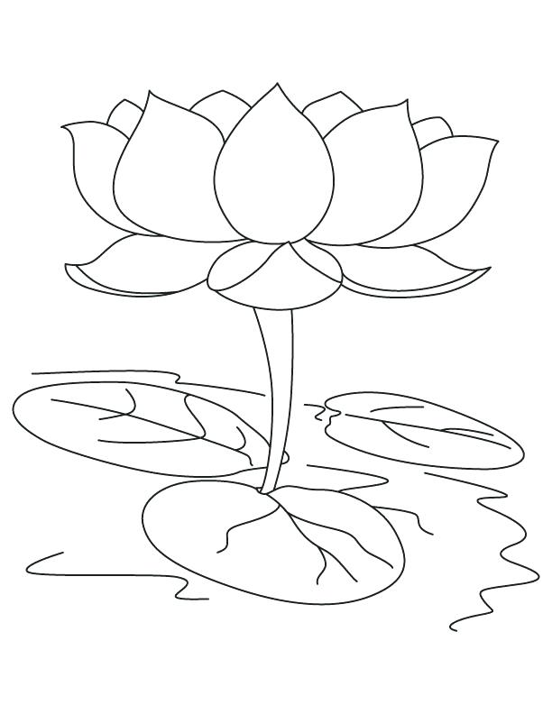 lotus coloring page