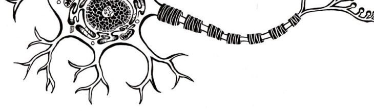 Neuron Coloring Page Neuroscience Resources For Kids