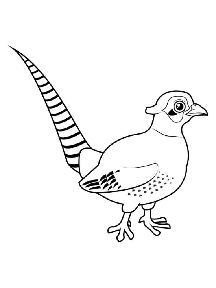 pheasant coloring page