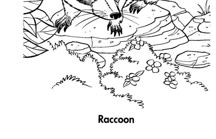 Raccoon Coloring Page Free Raccoon Pictures For Kids