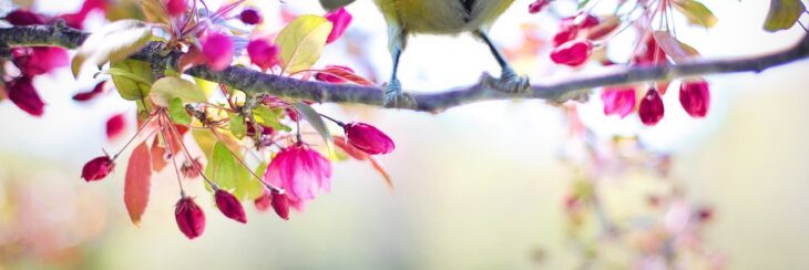 Fond Daccran Gratuit Oiseau Printemps Fonds D'écran Printemps, Floraison, Fleurs Roses, Oiseaux 1920×1200 Hd