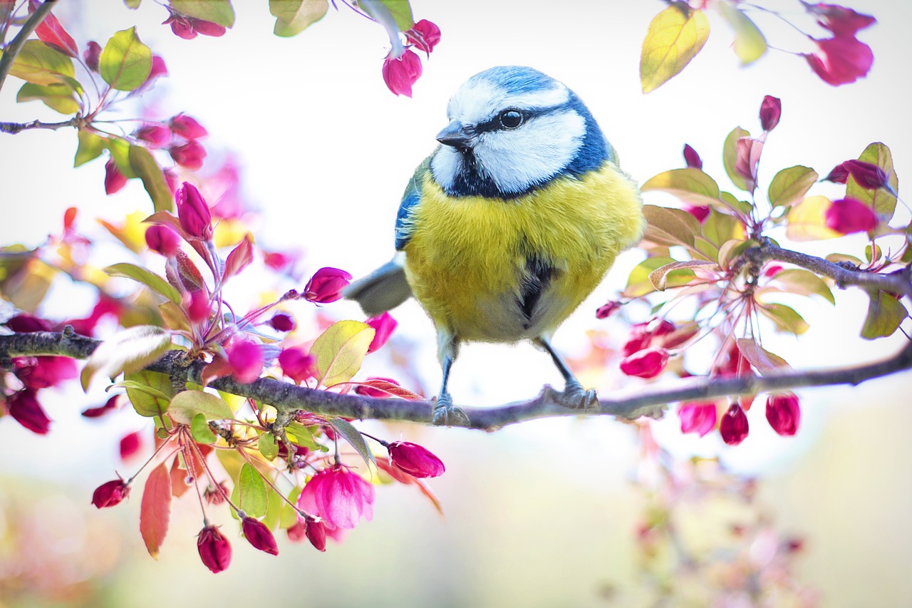 fond daccran gratuit oiseau printemps