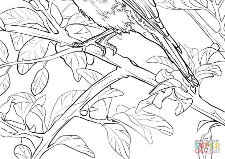 bluebird coloring pages