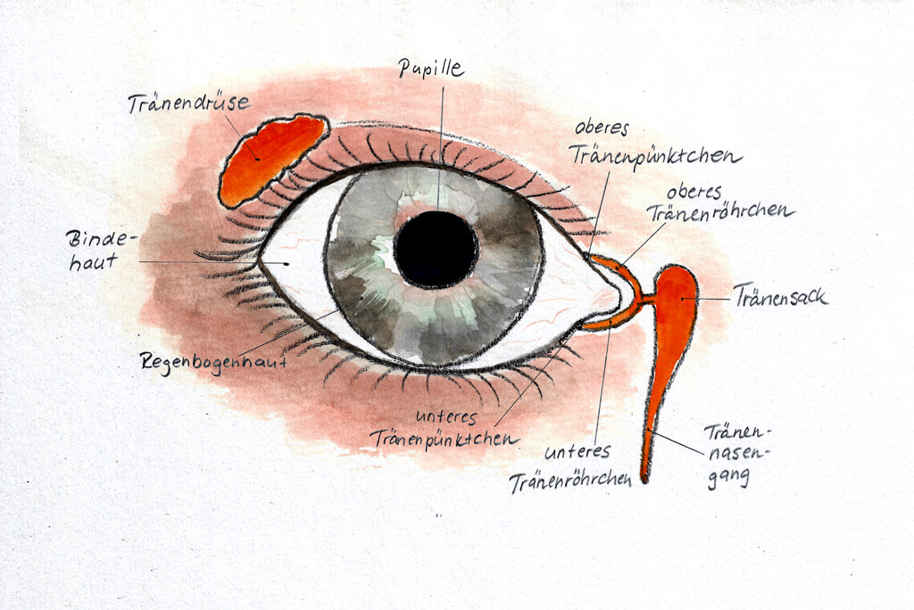 aufbau auge grundschule