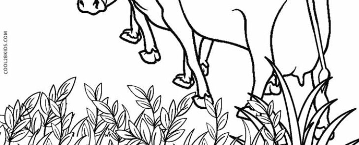 coloring pages of cows