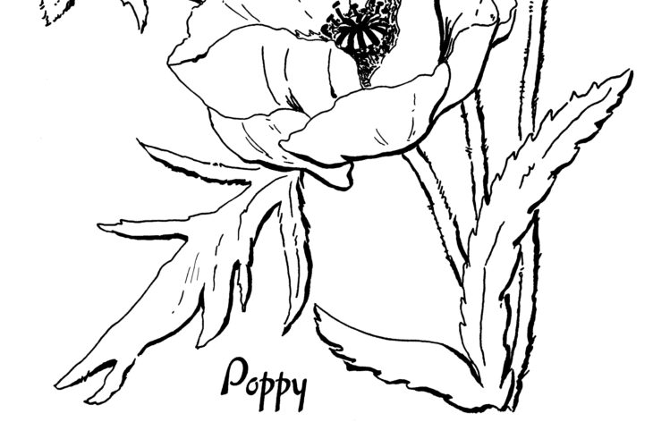 poppy flower coloring pages