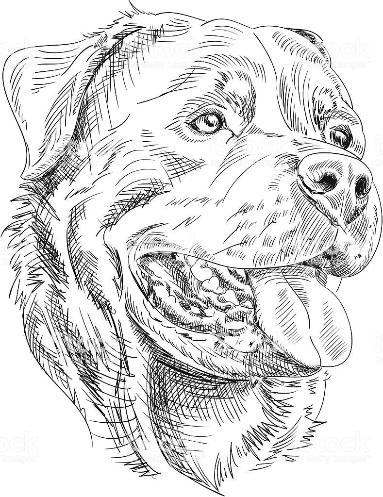 dessins a colorier rottweiler