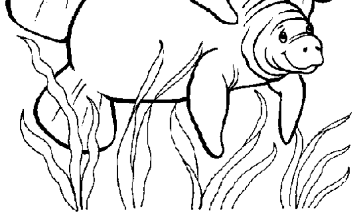 manatee coloring pages manatee coloring pages