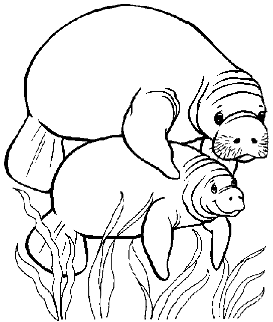 manatee coloring pages