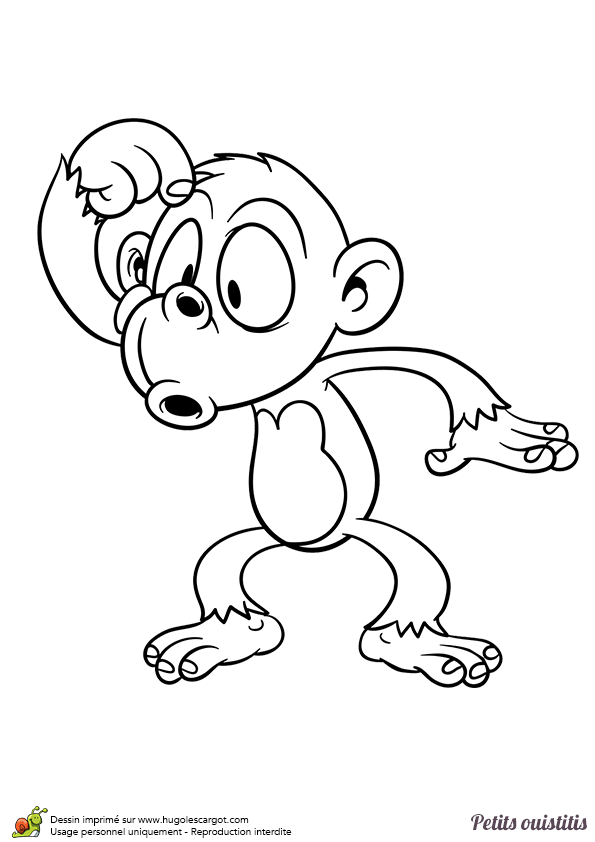 coloriage ouistiti en ligne