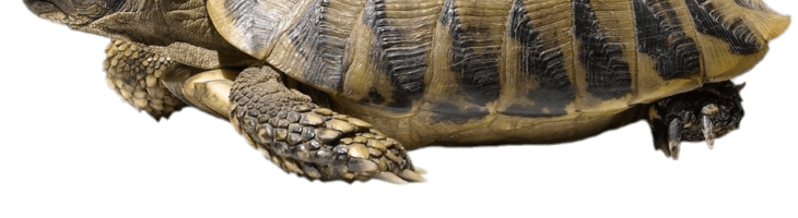 download tortue dessin a imprimer png download tortue dessin a imprimer png