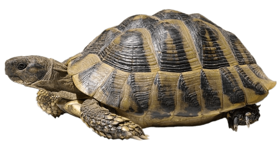 download tortue dessin a imprimer png