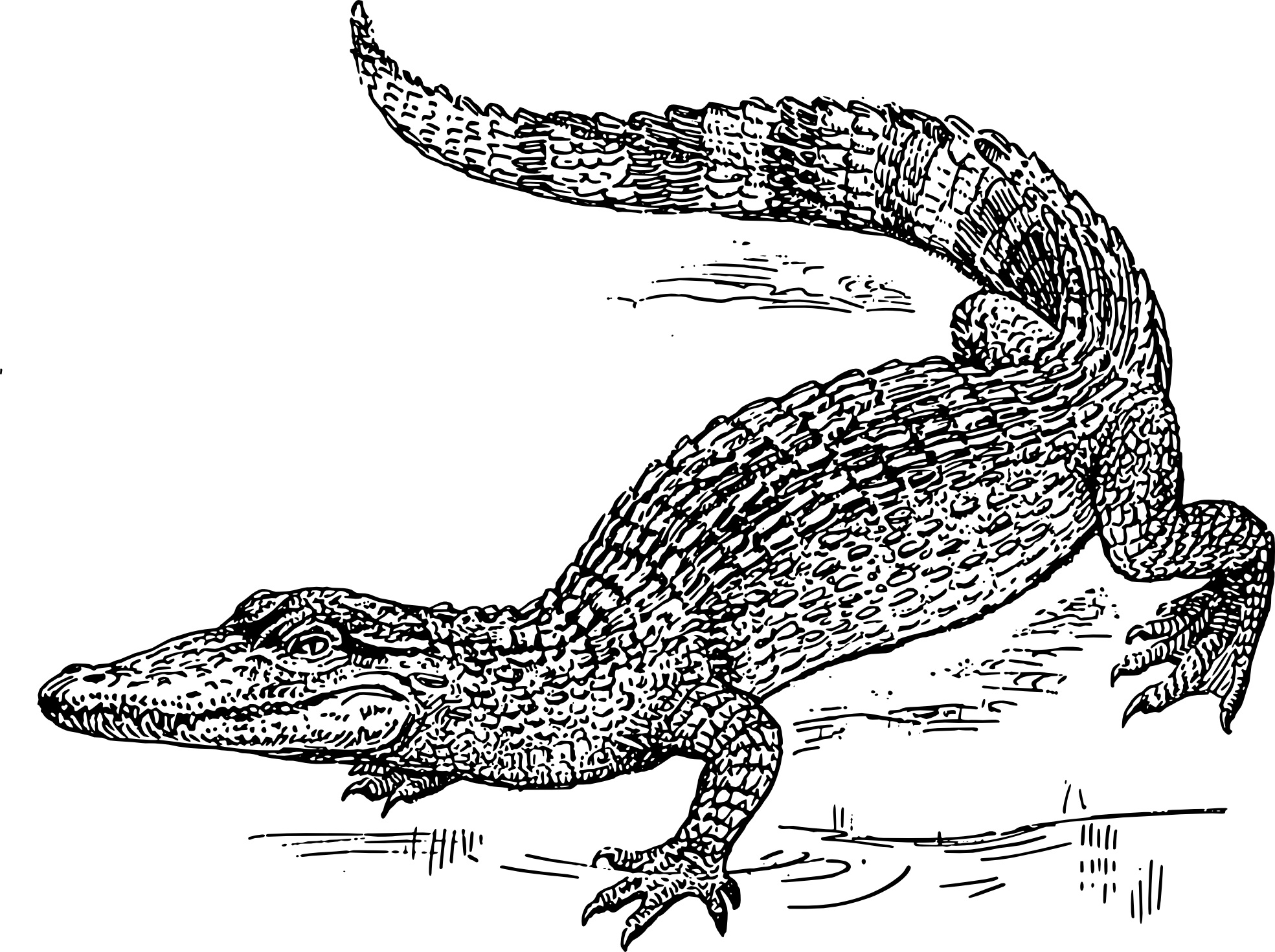 coloring page alligator