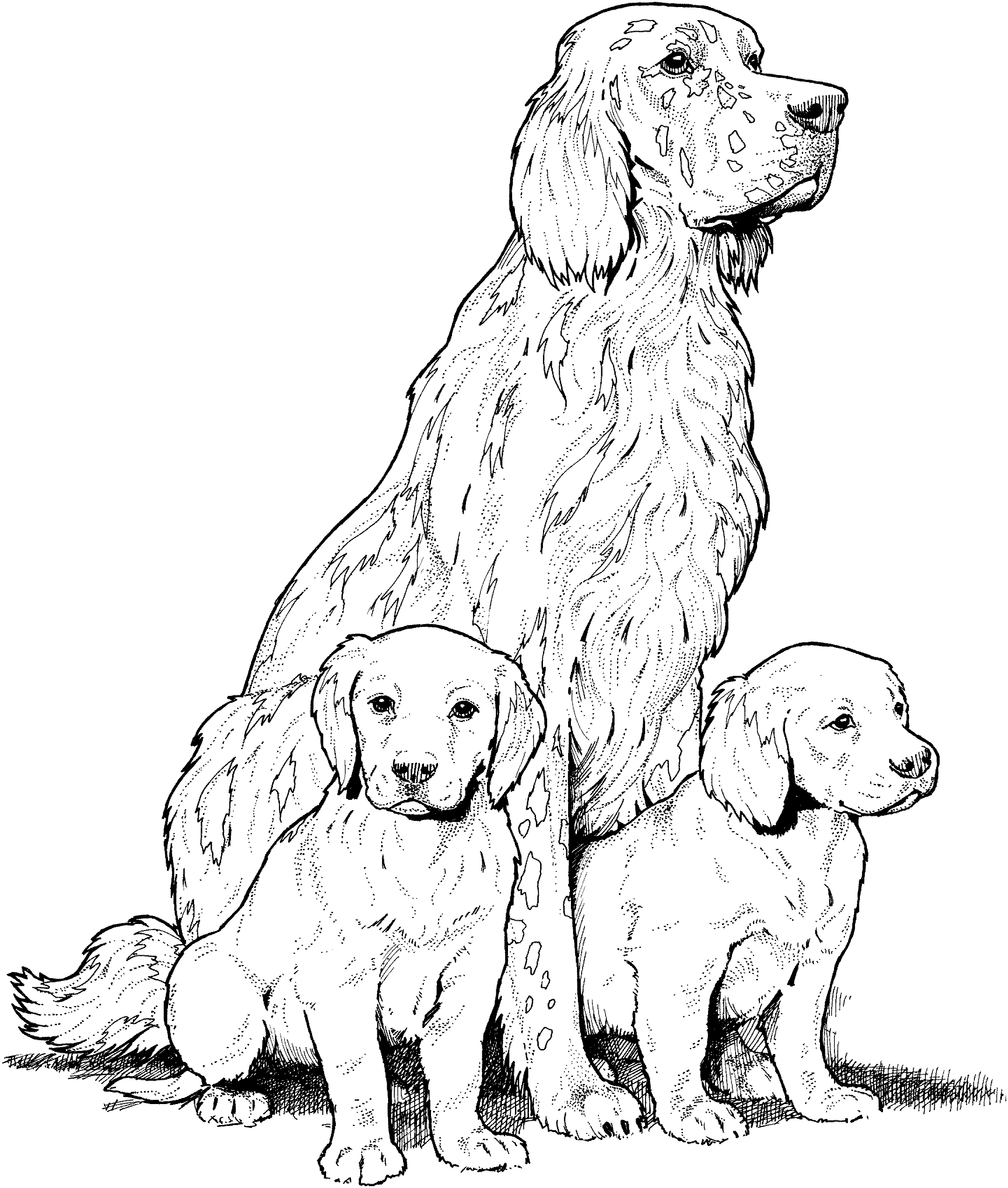 Golden Retriever Puppies Coloring Pages - Coloring Home