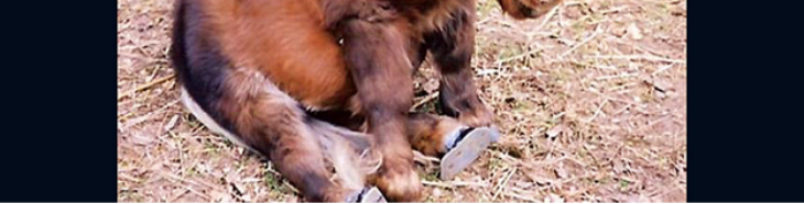 kleinstes pony der welt