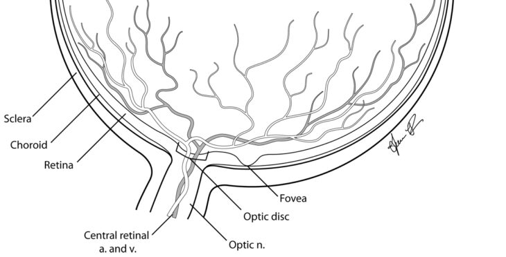 eye coloring pages eye coloring pages
