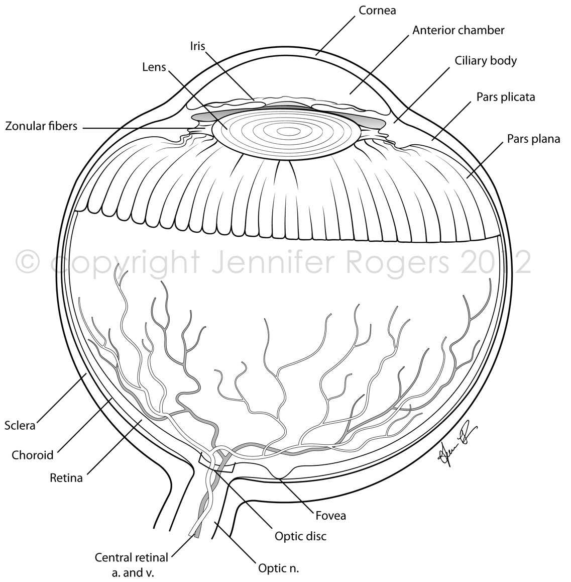 eye coloring pages