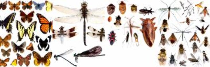 les noms des insectes avec photos les noms des insectes avec photos