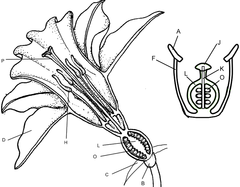 pollinator coloring pages