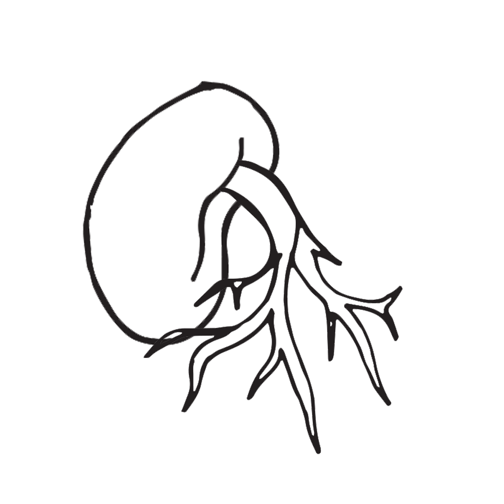 life cycle coloring pages