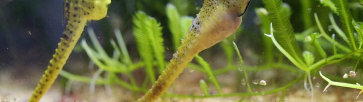 seepferdchen steckbrief