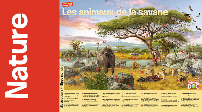 fait interessant pour la savane