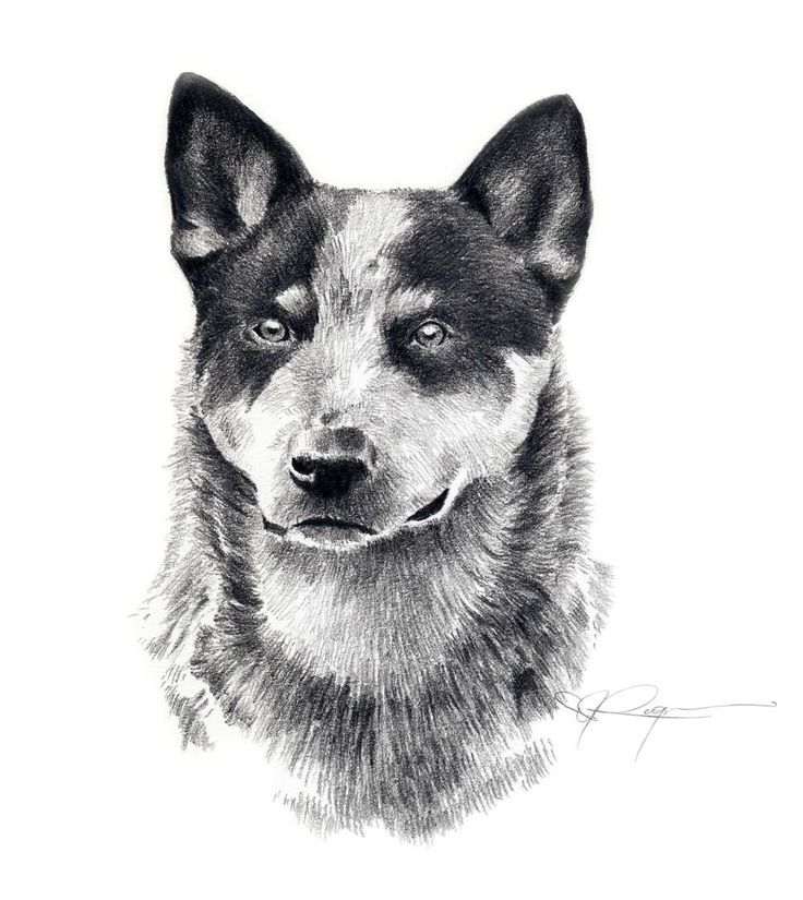 blue heeler coloring pages