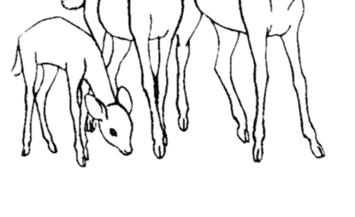 deer coloring pages pdf deer coloring pages pdf