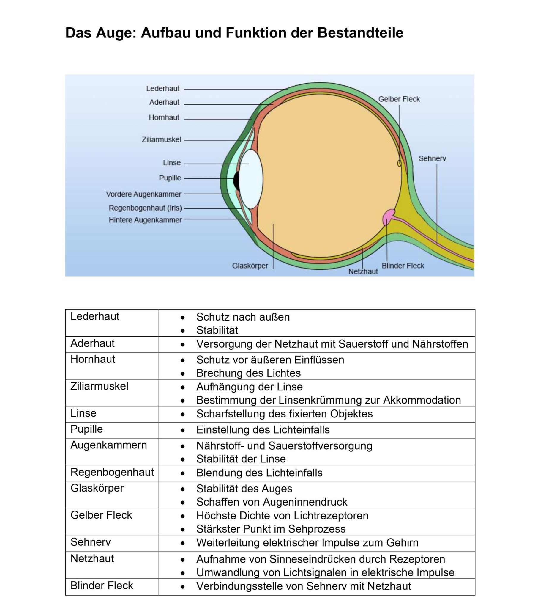 Das Auge - Aufbau und Funktion des Sehorgans einfach erklärt