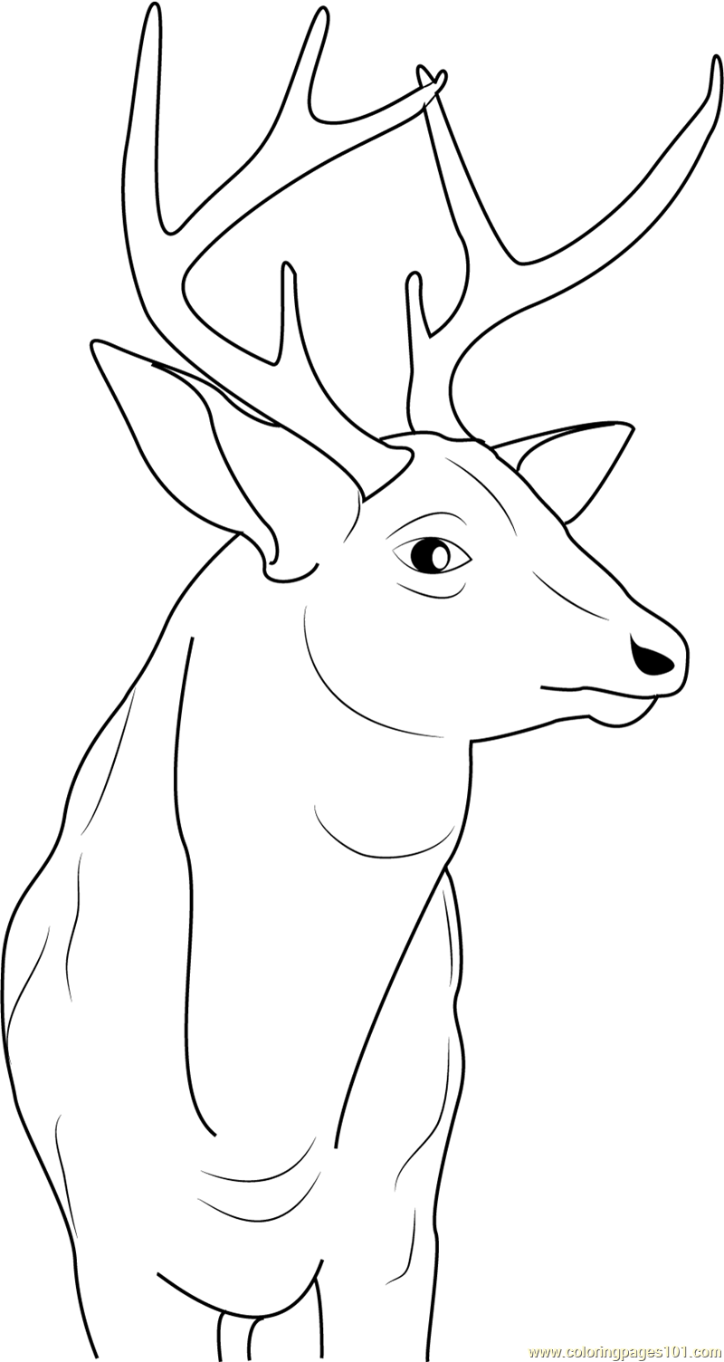 buck deer coloring pages