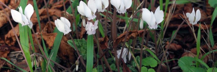 colchique dans les pres paroles colchique dans les pres paroles