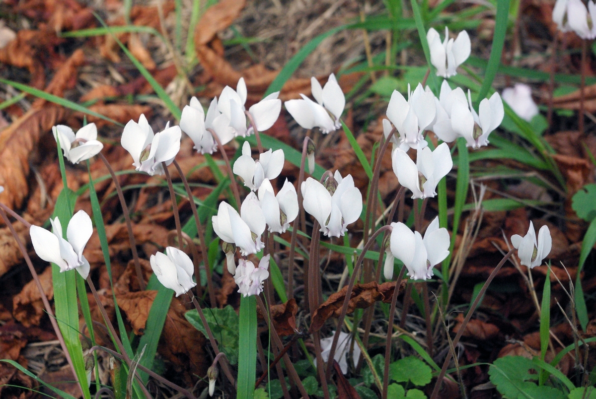 colchique dans les pres paroles