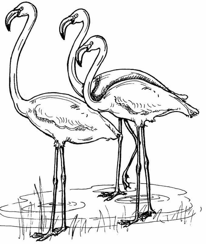 Flamingo Coloring Pages - Best Coloring Pages For Kids