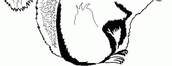 squirell coloring page squirell coloring page