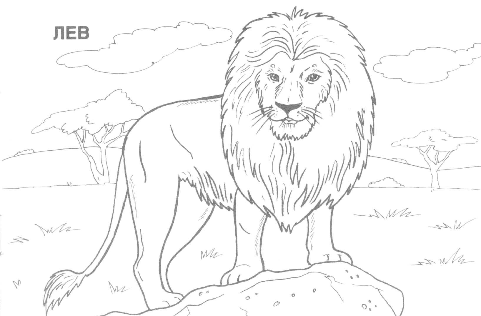 african safari coloring pages