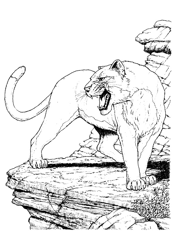 cougar coloring page