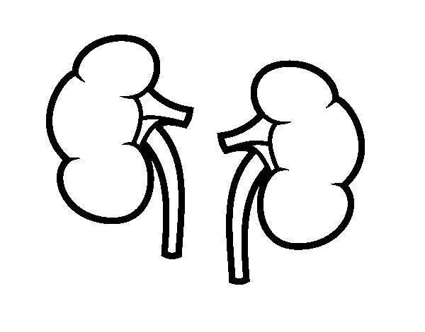 kidney coloring page