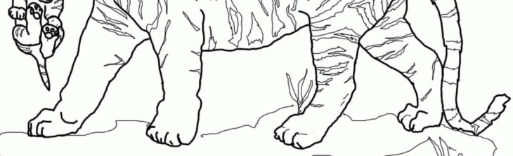 lion tiger coloring pages lion tiger coloring pages