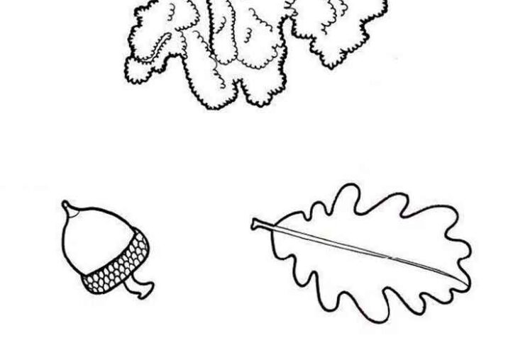 oak tree coloring page oak tree coloring page